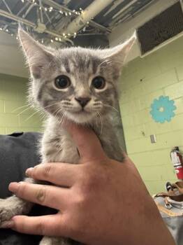 Domestic Short Hair Cats Available for Adoption in Indianapolis, Indiana - WAFFLE | PetCurious