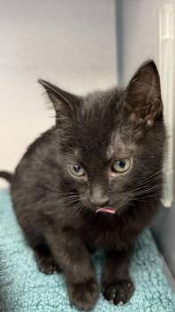 Tinta -  Domestic Short Hair Cat for Adoption in Gardnerville, Nevada - Tinta | PetCurious
