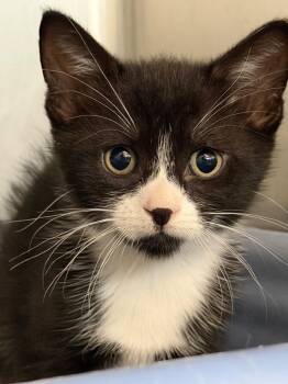 Cloe -  Domestic Short Hair Cat for Adoption in Port Jervis, New York - Cloe | PetCurious