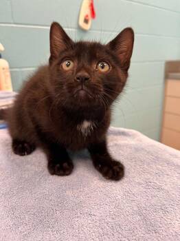 Umar -  Domestic Short Hair Cat for Adoption in Frankfort, Kentucky - Umar | PetCurious