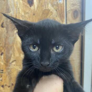 Nellie - Pink Band (Gate-14) -  Domestic Short Hair Cat for Adoption in Blairsville, Georgia - Nellie - Pink Band (Gate-14) | PetCurious