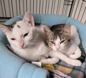 Domestic Short Hair Cats Available for Adoption in Windsor, Connecticut - 2026-44 Hepburn | PetCurious