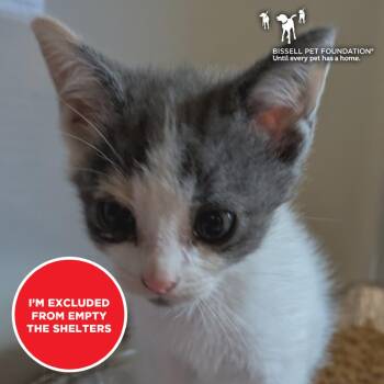 Erda -  Domestic Short Hair Cat for Adoption in Chicago, Illinois - Erda | PetCurious
