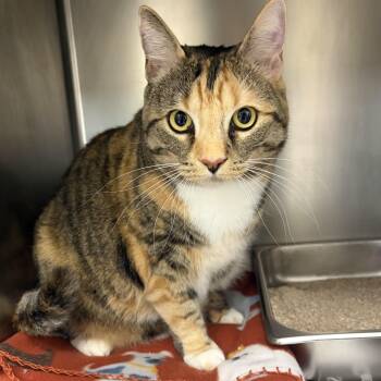 Sassy KCAC -  Domestic Short Hair Cat for Adoption in Kerrville, Texas - Sassy KCAC | PetCurious