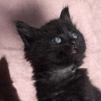 Norville -  Domestic Short Hair Cat for Adoption in Santa Fe, New Mexico - Norville | PetCurious