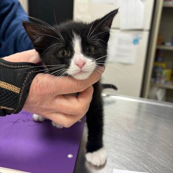 Domestic Short Hair Cats Available for Adoption in Pekin, Illinois - Opal | PetCurious
