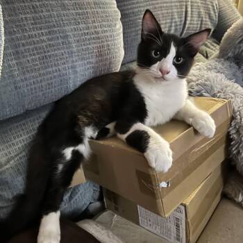 Rescue Domestic Short Hair Cats for Adoption in Tulsa, Oklahoma - Dominick | PetCurious