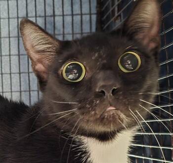 Domestic Short Hair Cats Available for Adoption in Fort Lauderdale, Florida - HILLARY | PetCurious