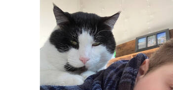 Rescue Domestic Short Hair Cats for Adoption in East Hartford, Connecticut - Hector | PetCurious