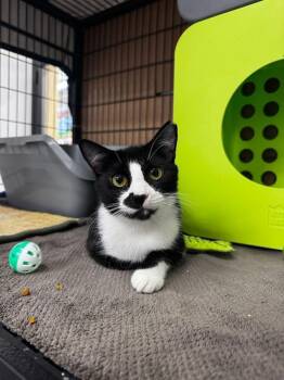 Rescue Domestic Short Hair Cats for Adoption in Cleveland, Ohio - Molly | PetCurious