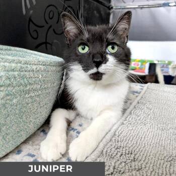 Rescue Domestic Short Hair Cats for Adoption in Toronto, Ontario - Juniper | PetCurious