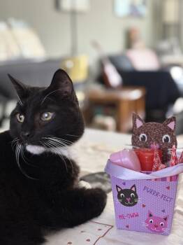 Domestic Short Hair Cats Available for Adoption in Herndon, Virginia - Vince | PetCurious