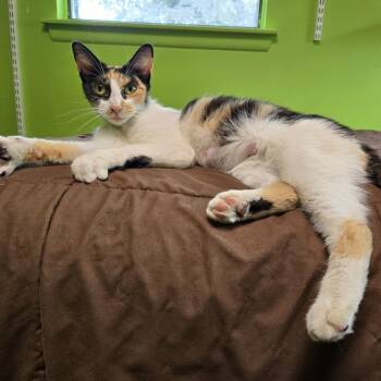 Calista -  Domestic Short Hair Cat for Adoption in San Antonio, Texas - Calista | PetCurious