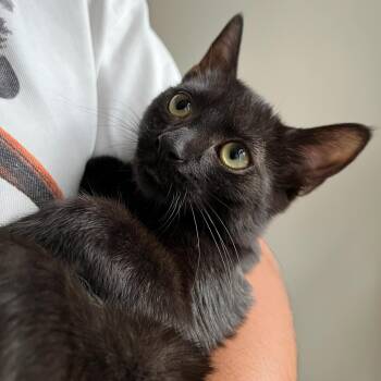 Doodle -  Domestic Short Hair and Bombay Cat for Adoption in UNIVERSITY PA, Maryland - Doodle | PetCurious