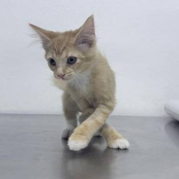 Wani -  Domestic Short Hair Cat for Adoption in New York, New York - Wani | PetCurious