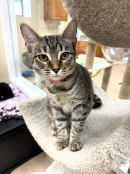 Lauren -  Domestic Short Hair Cat for Adoption in Medina, Ohio - Lauren | PetCurious