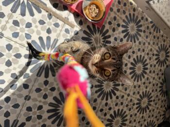 Rescue Domestic Short Hair Cats for Adoption in Ridgefield, Connecticut - Coco | PetCurious