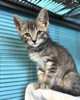 Piper -  Domestic Short Hair Cat for Adoption in Long Beach, New York - Piper | PetCurious
