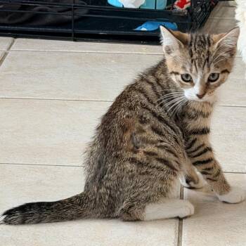 Gecko -  Domestic Short Hair Cat for Adoption in Woodbury, New Jersey - Gecko | PetCurious