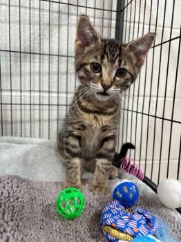 Domestic Short Hair Cats Available for Adoption in Jackson, Michigan - Elara | PetCurious