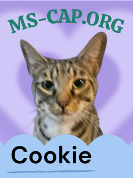 Rescue Tabby Cats for Adoption in Biloxi, Mississippi - Cookie | PetCurious