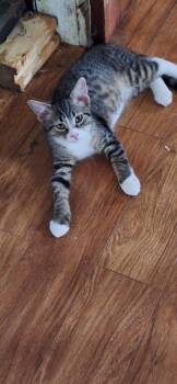 Rescue Domestic Short Hair Cats for Adoption in Adrian, Michigan - Eli | PetCurious