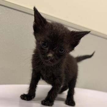 Domestic Short Hair Cats Available for Adoption in Tampa, Florida - Crow | PetCurious