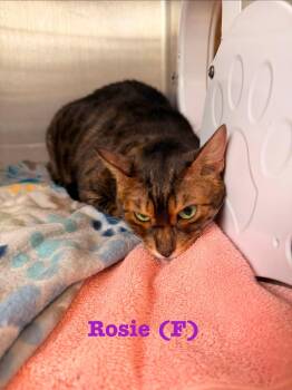 Rosie -  Bengal Cat for Adoption in Clarksville, Tennessee - Rosie | PetCurious