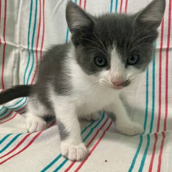 Rescue Domestic Short Hair Cats for Adoption in Webster, Texas - Stevie Janowski | PetCurious