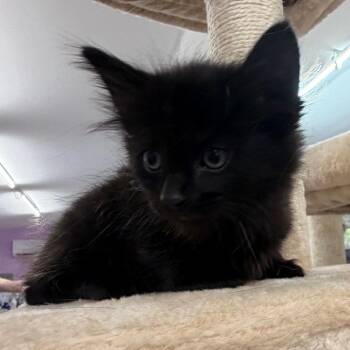 Domestic Medium Hair Cats Available for Adoption in Boerne, Texas - Code Compliance | PetCurious