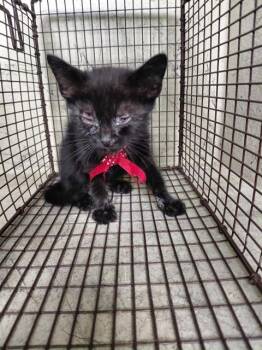 INKY -  Domestic Short Hair Cat for Adoption in St. Cloud, Florida - INKY | PetCurious