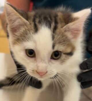 Rescue Domestic Short Hair Cats for Adoption in Elizabethton, Tennessee - TILLY | PetCurious