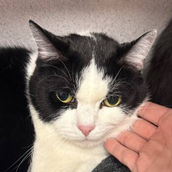 Rescue Domestic Short Hair Cats for Adoption in Evansville, Indiana - Clove | PetCurious