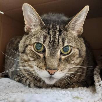 Raffy Taffy -  Domestic Short Hair Cat for Adoption in Ballston Spa, New York - Raffy Taffy | PetCurious