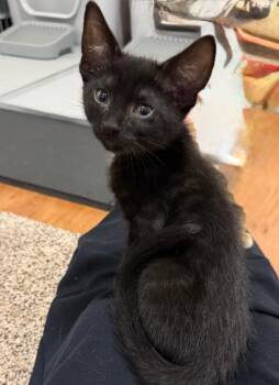 Domestic Short Hair Cats Available for Adoption - Shadow | PetCurious