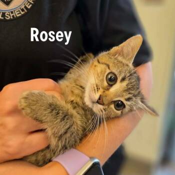 Rosey -  American Shorthair and Domestic Short Hair Cat for Adoption in Oak Ridge, Tennessee - Rosey | PetCurious