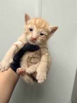 Domestic Short Hair Cats Available for Adoption in Ontario, California - COMET - NEEDS A FOSTER | PetCurious