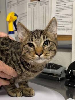 Grate -  Domestic Short Hair Cat for Adoption in Bolivar, Missouri - Grate | PetCurious
