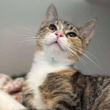 Bobbie -  Domestic Short Hair Cat for Adoption in Matteson, Illinois - Bobbie | PetCurious