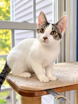 Chicken (Bev-fostered in New England) -  Tabby and Domestic Short Hair Cat for Adoption in Brighton, Tennessee - Chicken (Bev-fostered In New England) | PetCurious
