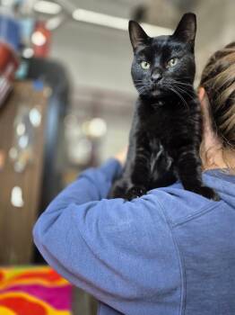 Rescue Domestic Short Hair Cats for Adoption in Byron Center, Michigan - Eightball | PetCurious