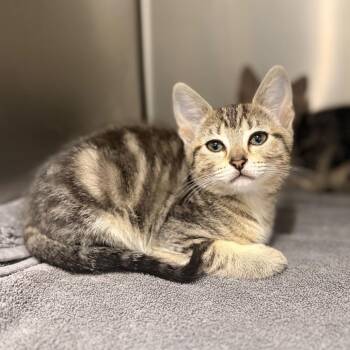 Domestic Short Hair Cats Available for Adoption in Spokane, Washington - Hearts | PetCurious