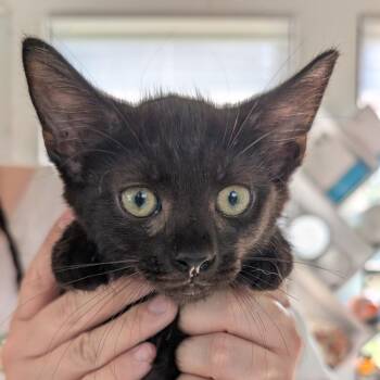 Buzz -  Domestic Medium Hair Cat for Adoption in Chapel Hill, North Carolina - Buzz | PetCurious