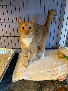 Domestic Short Hair Cats Available for Adoption - Mango | PetCurious