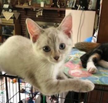 FANCY -  Domestic Short Hair Cat for Adoption in Ocala, Florida - FANCY | PetCurious