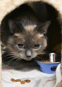 Tink -  Siamese Cat for Adoption in Saint James City, Florida - Tink | PetCurious