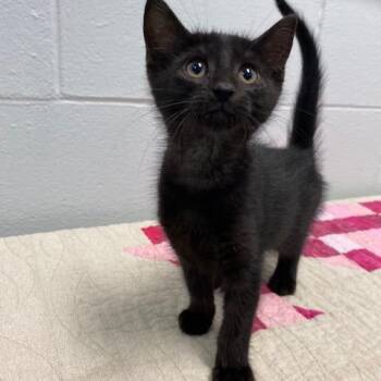 Domestic Short Hair Cats Available for Adoption in Dayton, Ohio - Nilla | PetCurious