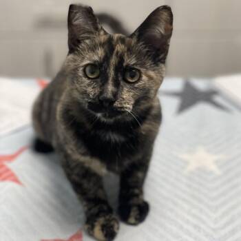 Soup -  Domestic Short Hair Cat for Adoption in Riverside, California - Soup | PetCurious