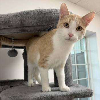 Domestic Short Hair Cats Available for Adoption - Rio | PetCurious