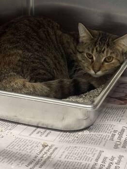 Rescue Domestic Short Hair Cats for Adoption in Warrenton, North Carolina - SHAYLA | PetCurious